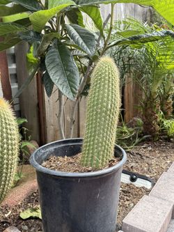 Cactus