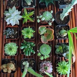 2for$5 Succulent, Cactus Plant Variety 