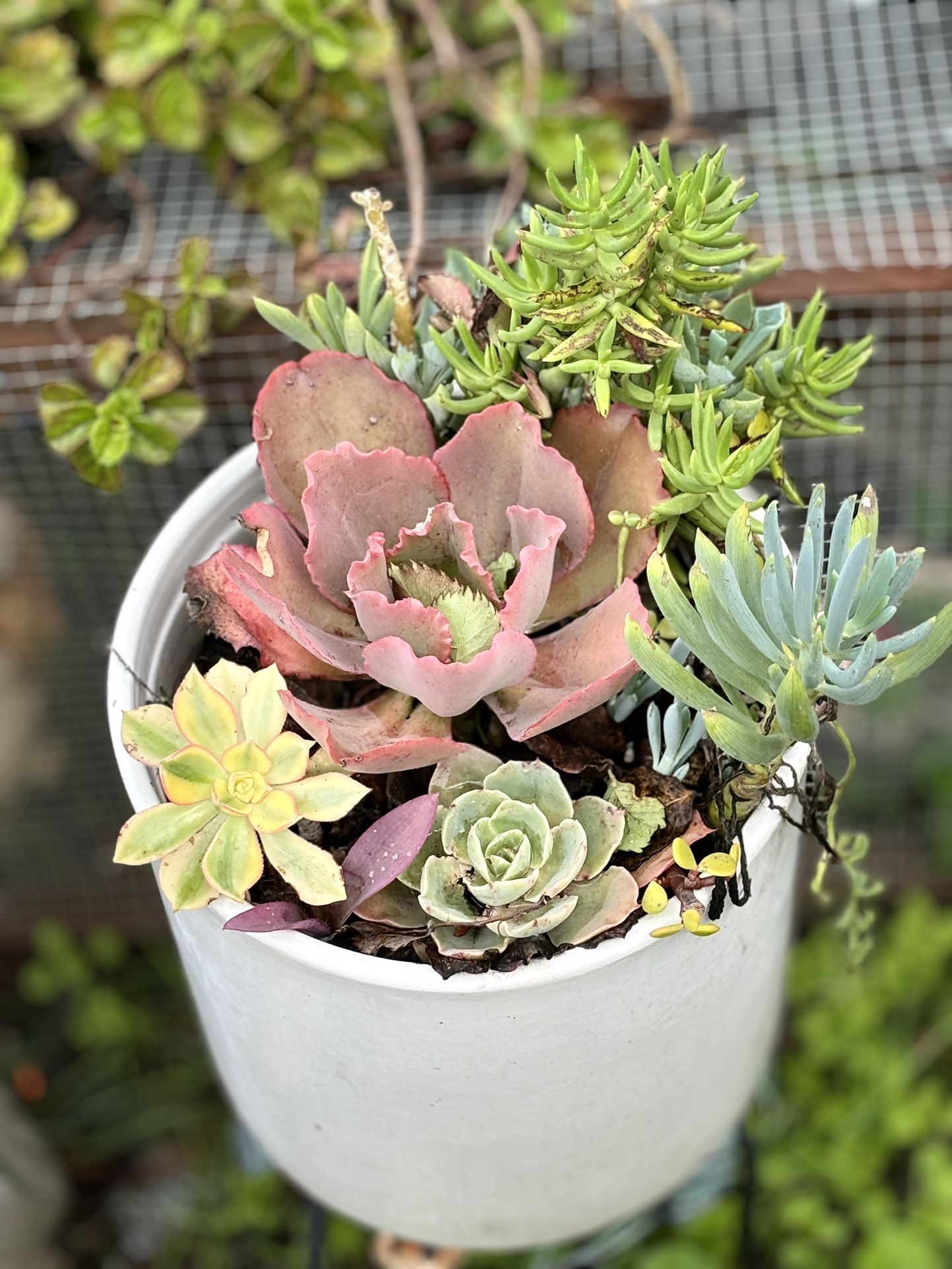 Beautiful Succulent Arrangement In A White Ceramic Pot