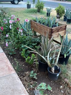 Hollyhocks Aloe Vera Elephant Food Agave & Yucca Plants