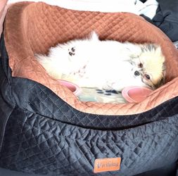 Dog car seat