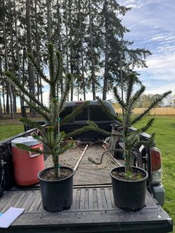 Monkey Puzzle Tree