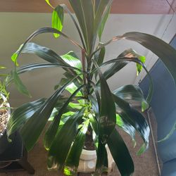 Indoor Plant