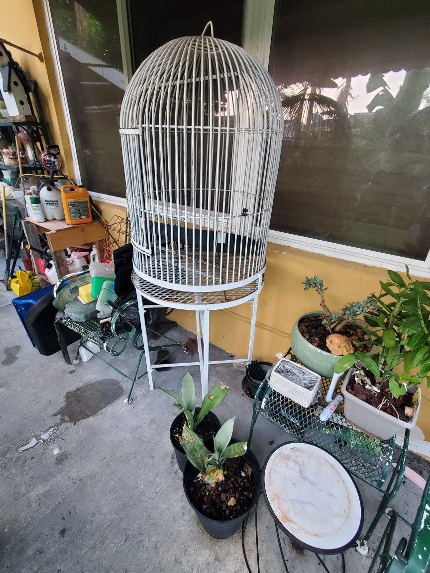Bird Cage