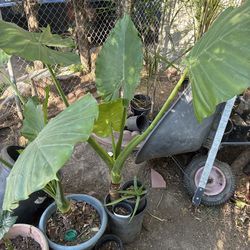 Elephant Ear plant