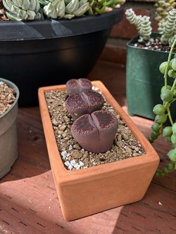 Lithops Living Stones - RARE