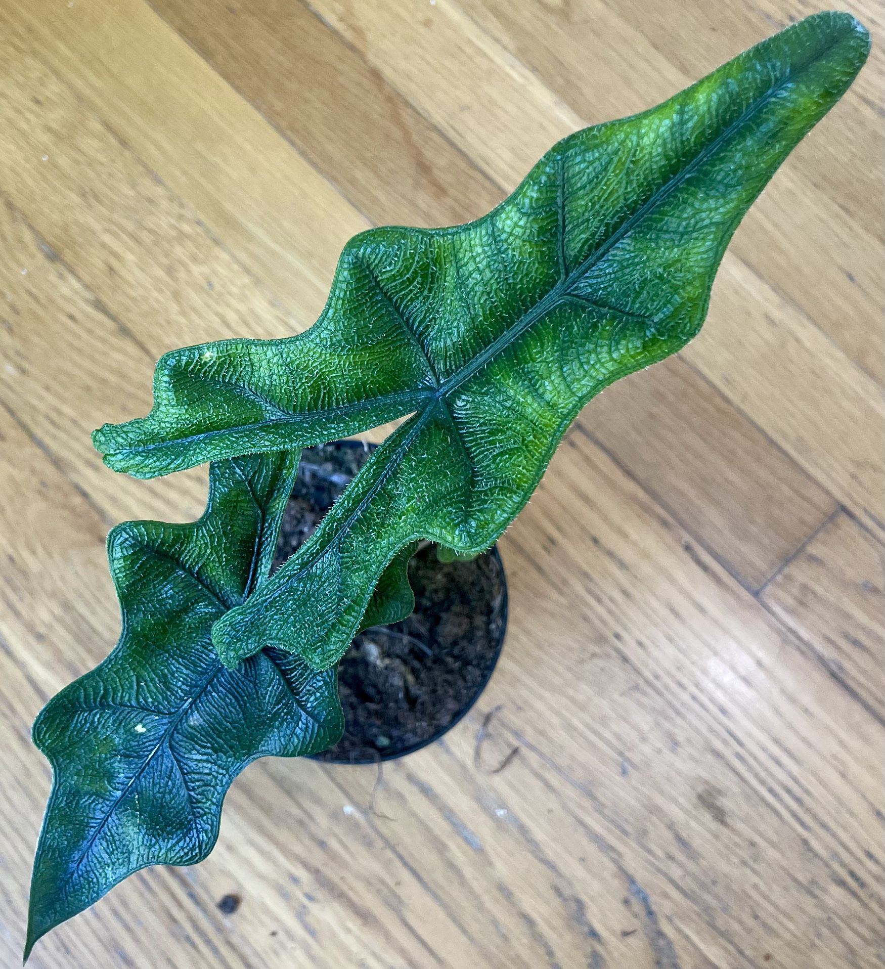 Rare Alocasia Jacklyn Plant / Free Delivery Available 