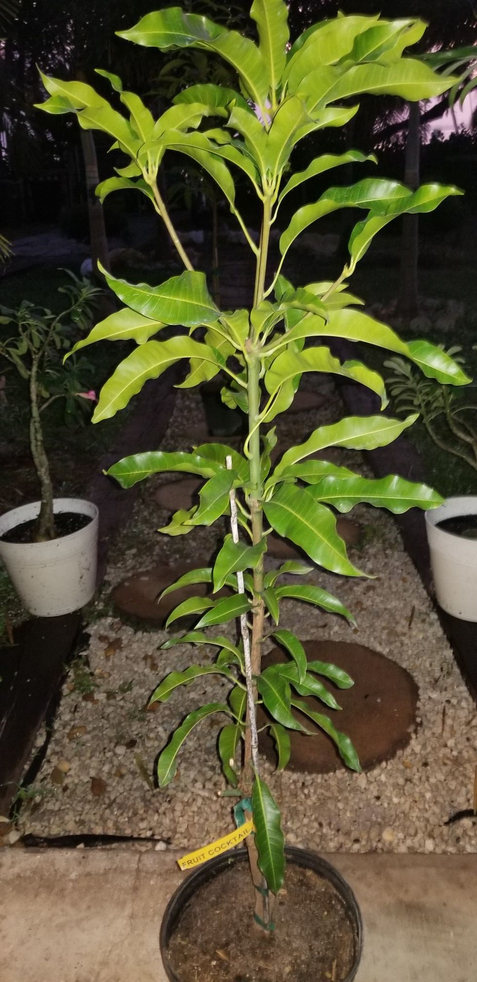 MANGO TREE ( FRUIT COCKTAIL)