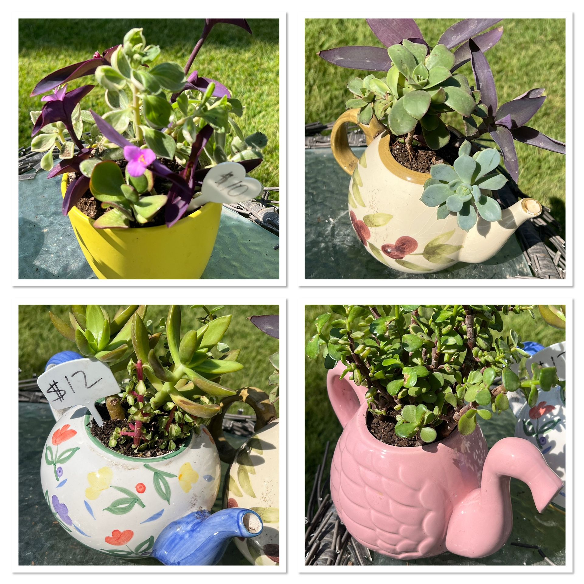 Succulents