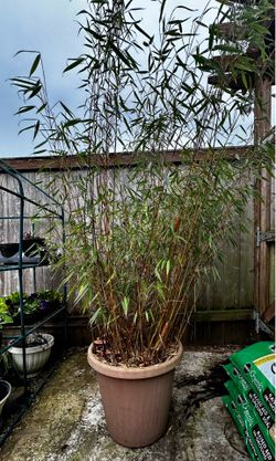 Bamboo plant