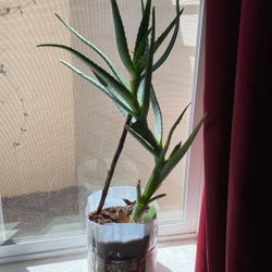 Aloe Vera 18”