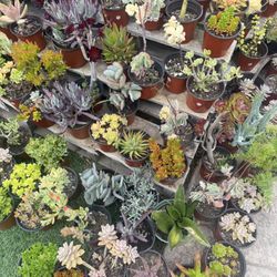 Variety Of Succulents