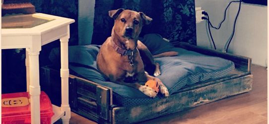 Custom dog bed frames