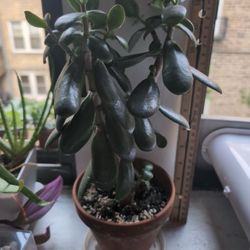 Jade tree In 5" Pot