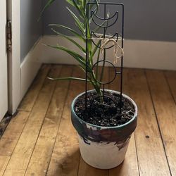 Tall Aloe Plant