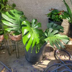 Large Monstera Deliciosa Plant