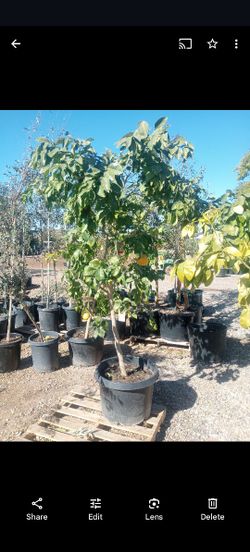 24 Gallon Citrus Trees