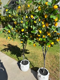 Lemon trees artificial set of 2