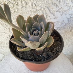6 Inch Pot Succulent Plant - Ghost Echeveria -  Echeveria Lilacina Kimnach & Moran - Stablished Plant- Drought resistant - 🪴