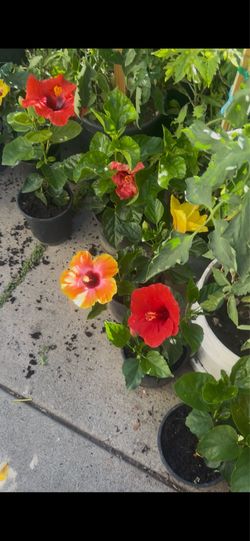 Hibiscos disponibles en maceta de un galón