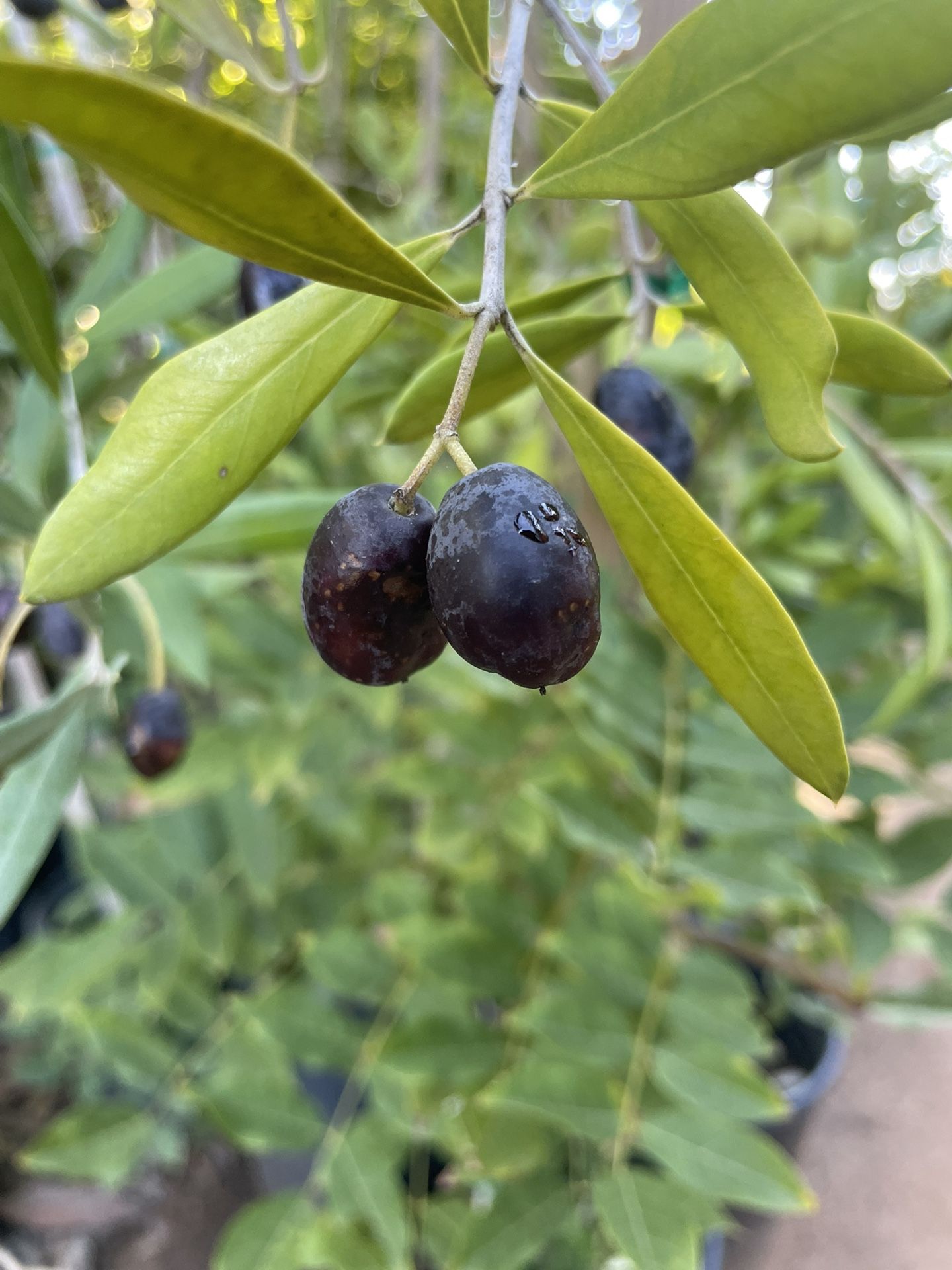 5 Gallon Size- Olive Trees- Persimmon Trees- Passion Fruit Vibes- Almond Trees- Mango Trees- Moringa Trees- Lemon Guava Trees- Strawberry Guava Trees