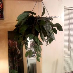 Hanging faux Plant