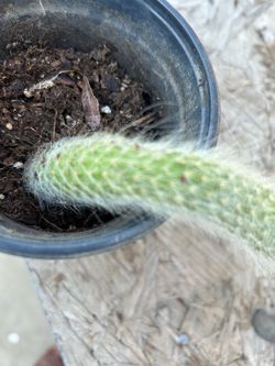 Monkey tail rooted and growing