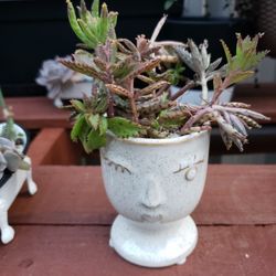 Bad Hair Day Succulent Arrangement 