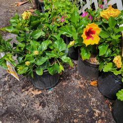 Hollywood Hibiscus Plant 