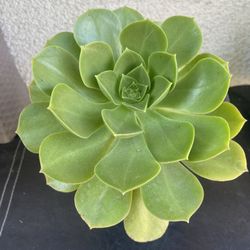 Green Flower Plant Aeonioum 