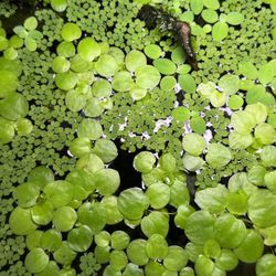 Floating Plants - Amazon Frogbit, Dwarf Water Lettuce, Salvinia Minima (Fake)