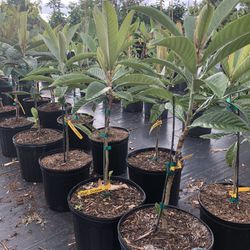Loquat Tree