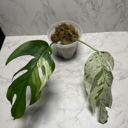 Epipremnum Pinatum Marble 