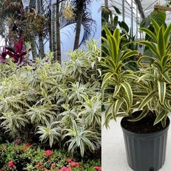 Son Of India 3gal Plant