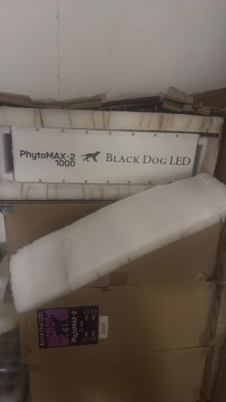 LED lights - black dog Peyton’s -2