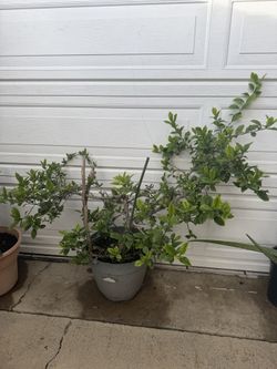 Selling this Gardenia (Gardenia jasminoides) plant