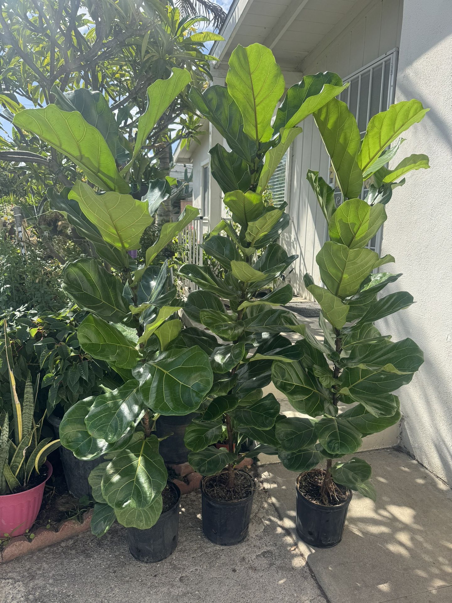 Fiddle Leaf Fig 6ft 65$ Each,All Products : American Fashion Style Bags On Sale