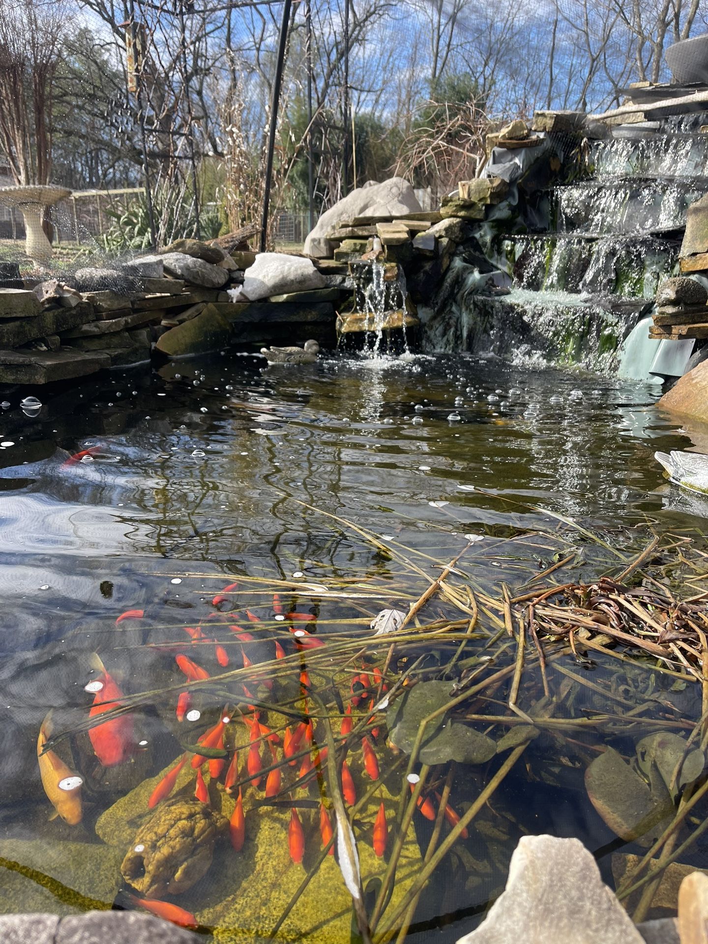Pond Swimmers