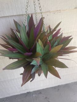 Tradescantia Spathacea Hanging Plant