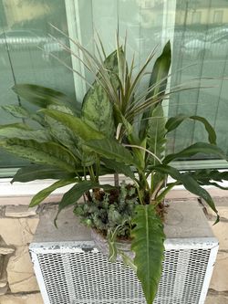 Tropical plants In Basket Pot