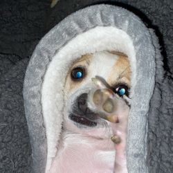 Sausage Maker For Kitchenaid 