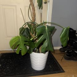 Monstera Deliciosa 