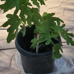 Fig Tree