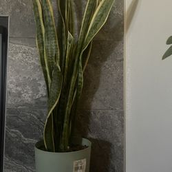 SNAKE Plant/ Mother In Law’s Tongue 