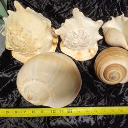 Huge Seashells 