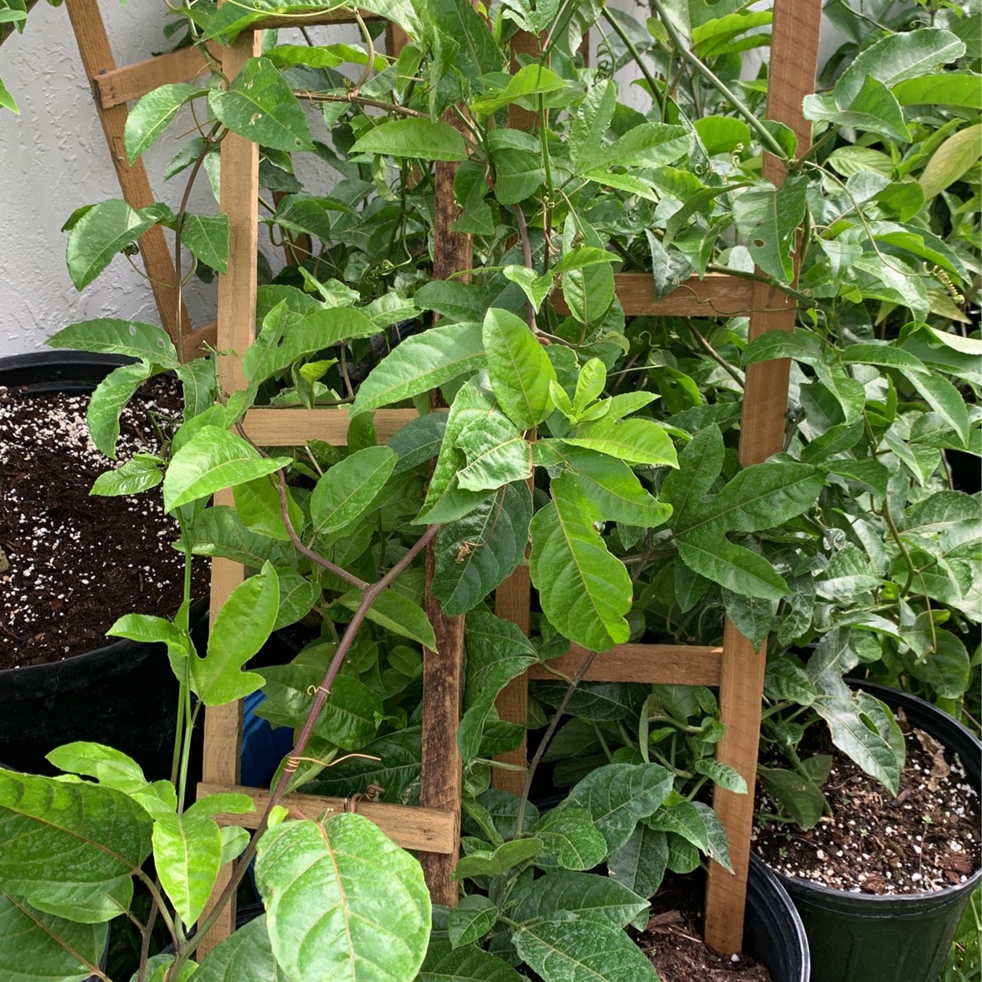 Passion Fruit Vine