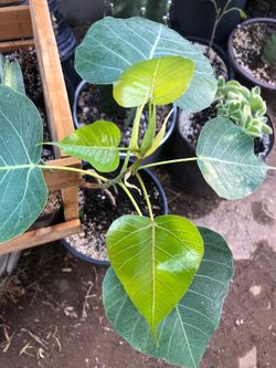 3 gallon Ficus religiosa tree