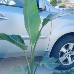 Bird of Paradise Plant