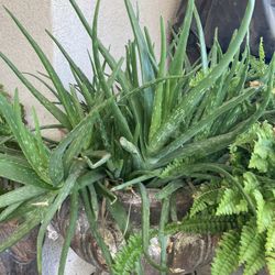 Big Aloe Live Plant With Pot