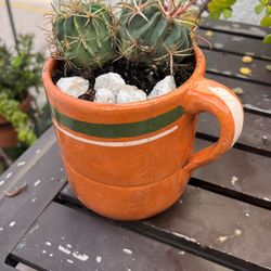 Cactus Plants In Mexican Coffee Cup